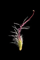 Seed of Water avens (Geum rivale), Europe. Water aven seeds have numerous hairs, which enable dispersal by wind, as well as a long hooked tail formed by the style, which readily attaches to mammal fur...