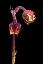 Flower of Water avens (Geum rivale), Europe