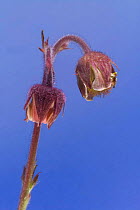 flower buds of Water avens (Geum rivale), Europe
