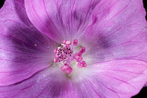 Musk Mallow flower (Malva moschata) - Europe