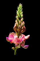 Sainfoin flower (Onobrychis viciifolia), Europe