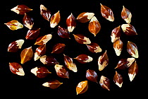 Seeds of Common Bistort (Bistorta officinalis), Europe. Air in the seedcoat allows the seed to float and disperse in water. Some wind dispersal also occurs.