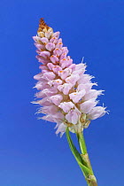 Common Bistort flower (Bistorta officinalis) - Europe