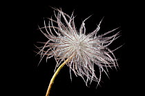 Pasque flower seedhead (Pulsatilla vulgaris) - Europe