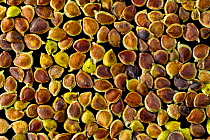 Seeds of Meadow buttercup (Ranunculus acris) - Europe