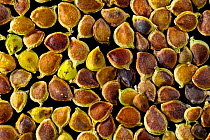 Seeds of Meadow buttercup (Ranunculus acris) - Europe.