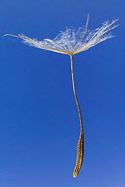 Seed of Goatsbeard (Tragopogon pratensis) - Europe. Like dandelions, the seeds of goatsbeard have a parachute that enables wind dispersal over large distances. The parachute is up to 4cm in diameter a...