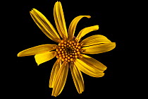 European / mountain arnica flower (Arnica montana), Europe