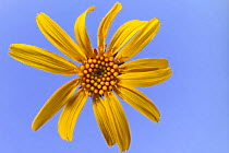 European / mountain arnica flower (Arnica montana), Europe.