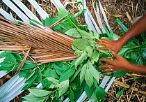 Making a smoker tool from bamboo and palm leaves to drive Giant honey bees (Apis dorsata binghami) from nest before harvesting wild honey, North Pamona sub-district, Sulawesi, Indonesia.