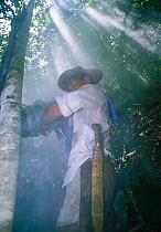Climbing rainforest tree with smoker tool made from bamboo and palm leaves to drive Giant honey bees (Apis dorsata binghami) from nest before harvesting wild honey, North Pamona sub-district, Sulawesi...