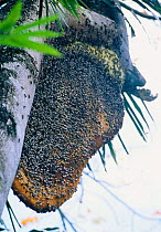 Nest of Giant honey bee {Apis dorsata binghami) in rainforest tree, collected for honey. North Pamona district, Sulawesi, Indonesia