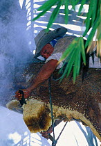 Climbing rainforest tree with smoker tool made from bamboo and palm leaves to drive away Giant honey bees (Apis dorsata binghami). Nest is then cut and squeezed to harvest wild honey, North Pamona sub...