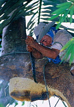 After climbing rainforest tree with smoker tool made from bamboo and palm leaves to drive away Giant honey bees (Apis dorsata binghami), Nest is then cut and squeezed to harvest wild honey, North Pamo...