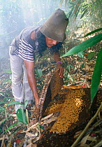 Nest of Giant honey bee (Apis dorsata binghami) is cut from tree and squeezed to harvest wild honey, North Pamona sub-district, Sulawesi, Indonesia
