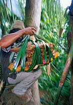 Nest of Giant honey bee (Apis dorsata binghami) is cut and carried from tree before being squeezed to harvest wild honey, North Pamona sub-district, Sulawesi, Indonesia