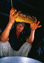 Honey dripping from nest of Giant honey bee (Apis dorsata binghami) that has been cut from tree before being squeezed to harvest wild honey, North Pamona sub-district, Sulawesi, Indonesia