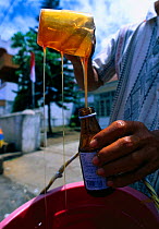 Bottling honey that has been harvested from nest of Giant honey bee (Apis dorsata binghami) North Pamona sub-district, Sulawesi, Indonesia