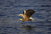 Sea Eagle {Haliaeetus albicilla} catching fish from the sea, Norway.