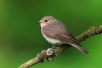Adult spotted flycatcher {Muscicapa striata} perched on branch, Peak District, UK.