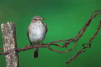 Adult spotted flycatcher {Muscicapa striata} with insect prey, perched on rusty wire, Peak District, UK.