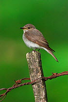 Adult spotted flycatcher {Muscicapa striata} perched on fence post with rusty wire, Peak District, UK.