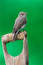 Adult Spotted flycatcher {Muscicapa striata} perched on  spade handle, Peak District, UK.