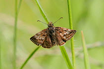 Adult Dingy skipper butterfly {Erynnis tages} with wings open on grass stem, Peak District, UK.