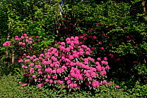 Rhododendron {Rhododendron ponticum} in flower, Peak District - invasive alien plant in the UK