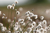 Cotton grass {Eriophorum vaginatum} in flower, Peak District, UK.