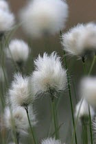 Cotton grass {Eriophorum vaginatum} flower abstract, Peak District, UK.