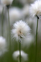 Close-up of Cotton grass flower {Eriophorum vaginatum}  Peak District, UK.