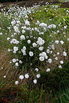 Cotton grass {Eriophorum vaginatum} in flower, Peak District, UK.