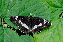 Adult White admiral butterfly {Limenitis camilla} with wings open, on Bramble leaves, UK