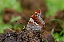 Male Purple emperor butterfly {Apatura iris} wings closed, feeding on horse dung, southern England, UK.