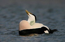 Eider duck {Somateria mollissima} male displaying, Northumberland coast, UK.