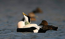 Eider duck {Somateria mollissima} pair courting, Northumberland coast, UK.