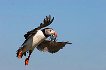 Adult puffin {Fratacula arctica} in flight with Sand eels, UK.