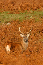 Red Deer {Cervus elaphus} young stag in bracken, autumn, Leicestershire, UK.