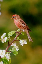 Redpoll {Carduelis flammea} male in spring blossom, southern Yorkshire, UK.