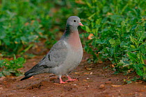 Stock Dove {Columba oenas} on ground in field, winter, Lincolnshire, UK.