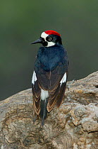 Acorn woodpecker {Melanerpes formicovus} Male, Madera Canyon, Arizona, USA.