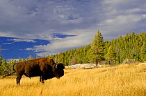RF- Bison (Bison bison) in Yellowstone National Park, Wyoming, USA, (This image may be licensed either as rights managed or royalty free.)