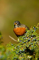 American robin {Turdus migratorius} Male eating juniper tree berries, Yellowstone NP, Wyoming, USA