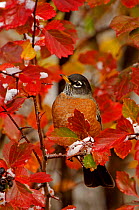 American robin {Turdus migratorius} male in Black Hawthorn (Crataegus douglasii), Grand Teton NP, Wyoming, USA