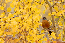 American robin {Turdus migratorius} Male in Aspen tree, Grand Teton NP, Wyoming, USA