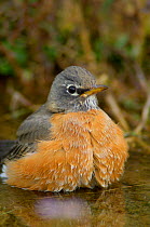 American robin {Turdus migratorius} Female bathing, Yellowstone NP, Wyoming, USA