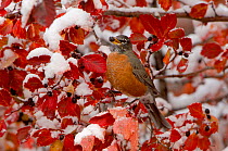 RF- American robin (Turdus migratorius) female feeding in Black hawthorn (Crataegus douglasii). Grand Teton National Park, Wyoming, USA. (This image may be licensed either as rights managed or royalty...