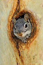 Arizona grey squirrel {Sciurus arizonensis} looking out of hole in sycamore tree, Arizona, USA