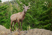 Bighorn sheep {Ovis canadensis} Young male, Yellowstone NP, Wyoming, USA